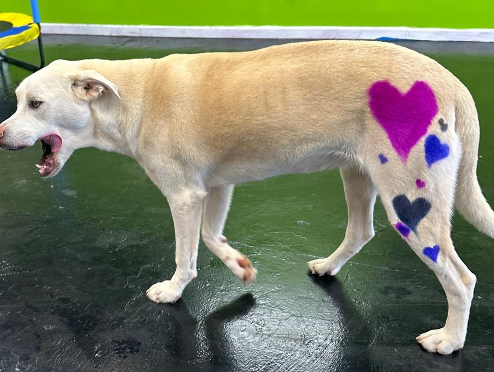 Ajay sain Cover Image